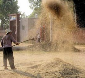 Winnowing Shovel